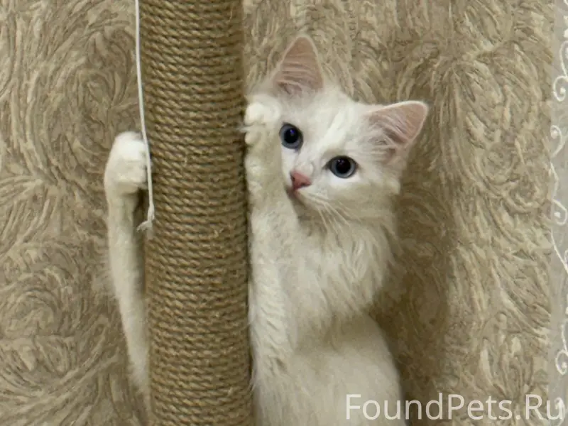 Пропала белая кошка Луна, Октябрьский район