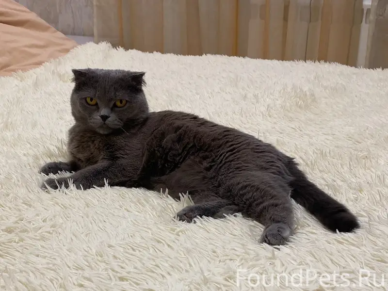 Пропала шотландская кошка Ева, д. Сорокино