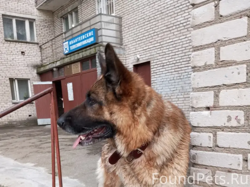 Найденна немецкая овчарка, Ивантеевка