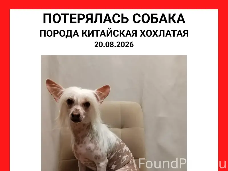 Пропала собака, Северодвинск
