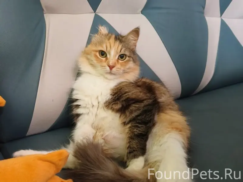 Пропала трёхцветная кошка Муся