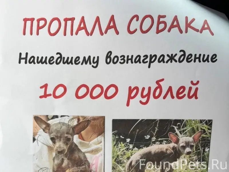Пропала маленькая собачка