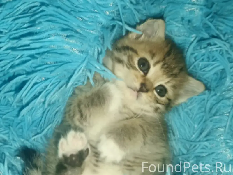 Найдена кошка Мия