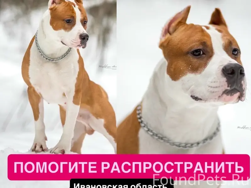 Пропал амстаф Буч, Семёновское