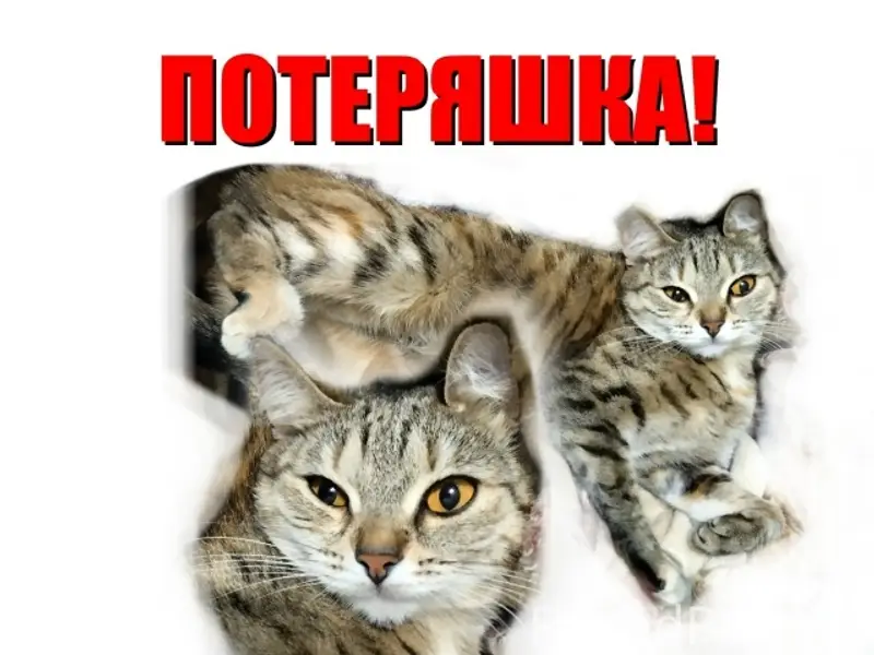 Пропала кошка Чинка, Новосибирск