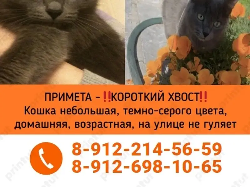 Пропала кошка, серый окрас, Богданович