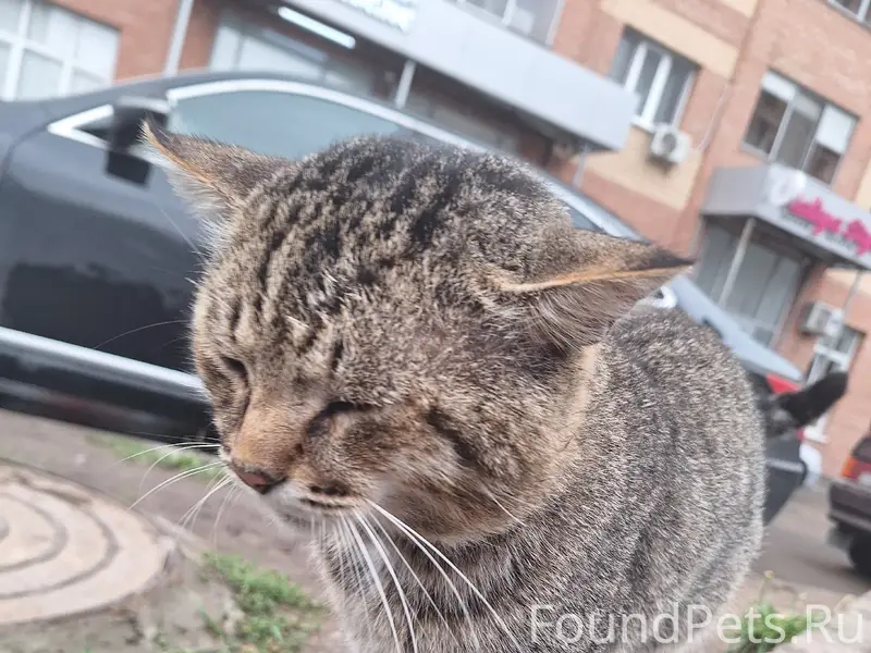 Найден кот, Фучика