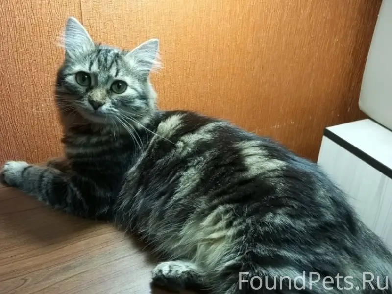 Пропал кот Финик, Сокол