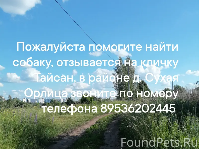 Пропал Джек Рассел терьер Тайсан, д. Сухая Орлица