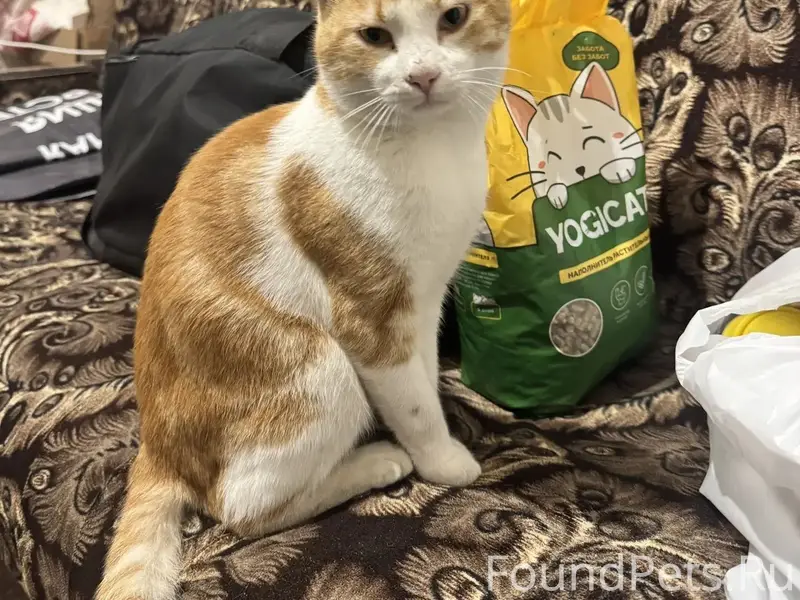 Найдена кошка, Чехова 357