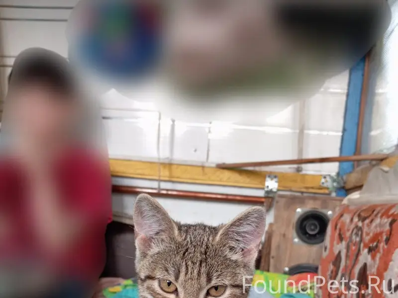 Пропала кошка Лиза, улица Ульянова