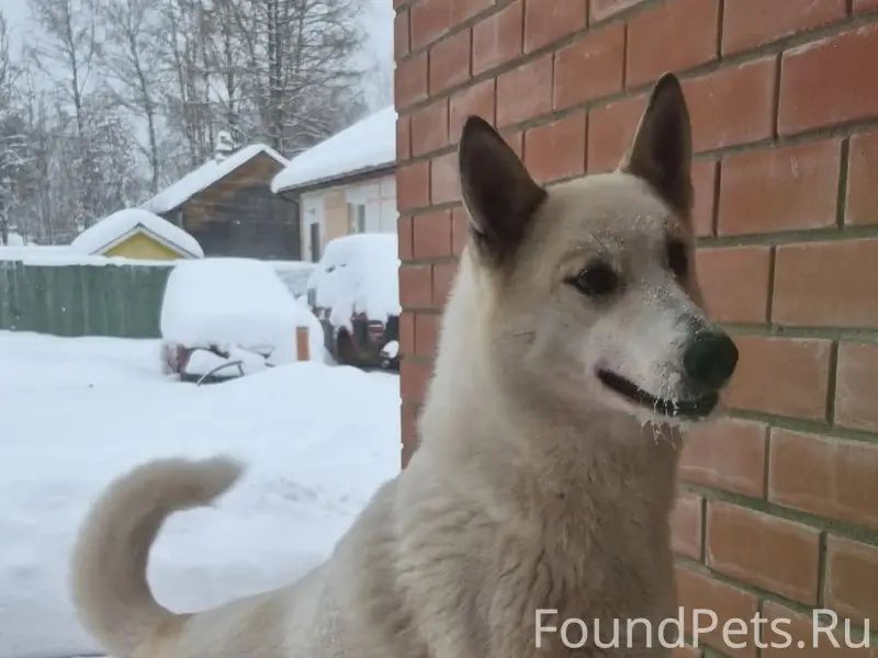 Пропала лайка,