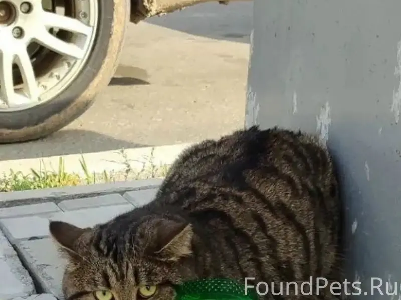 Пропал кот Флеш, Заельцовский район
