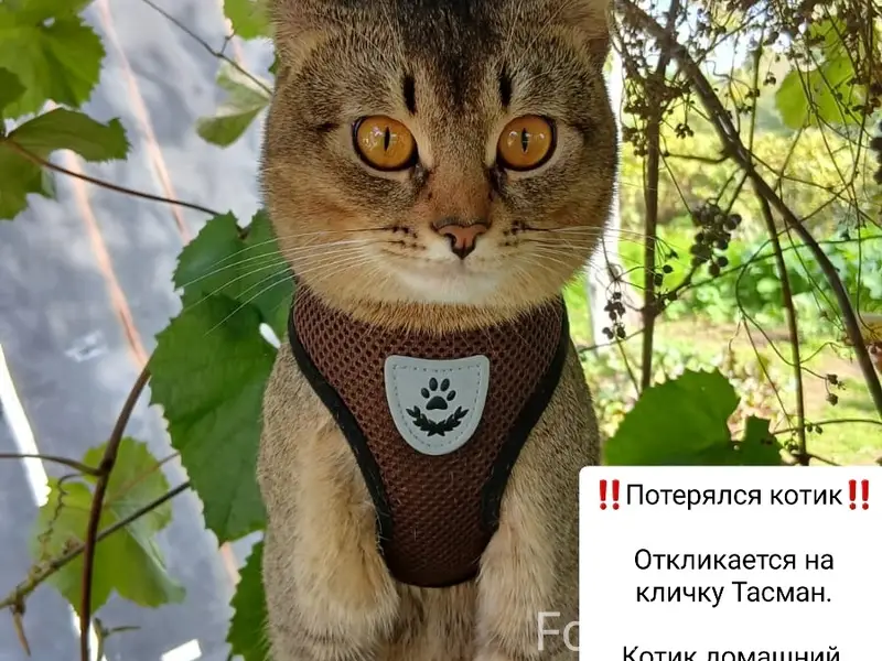 Пропал кот Тасман, Пионерный микрорайон