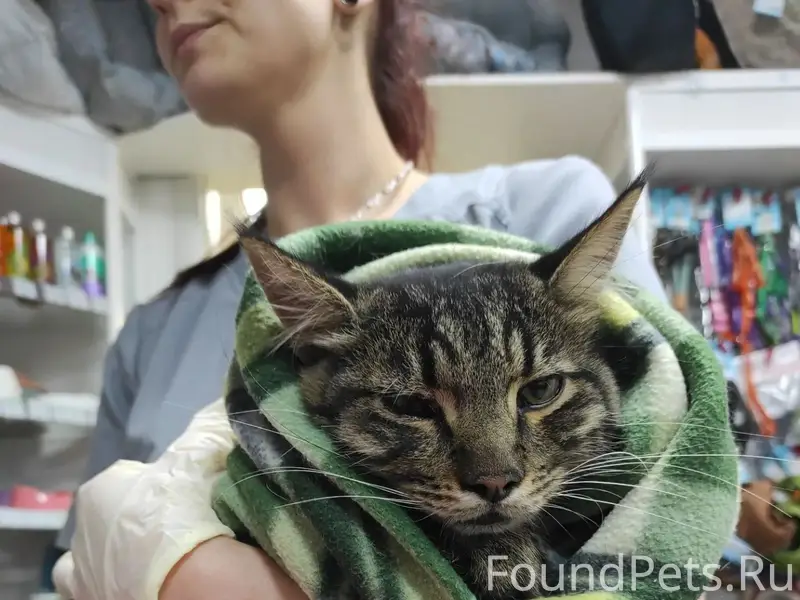 Найден кот, Киквидзе