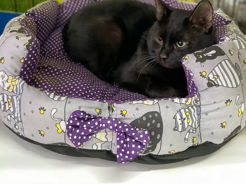 Найден чёрный котик Нолик, Балашиха