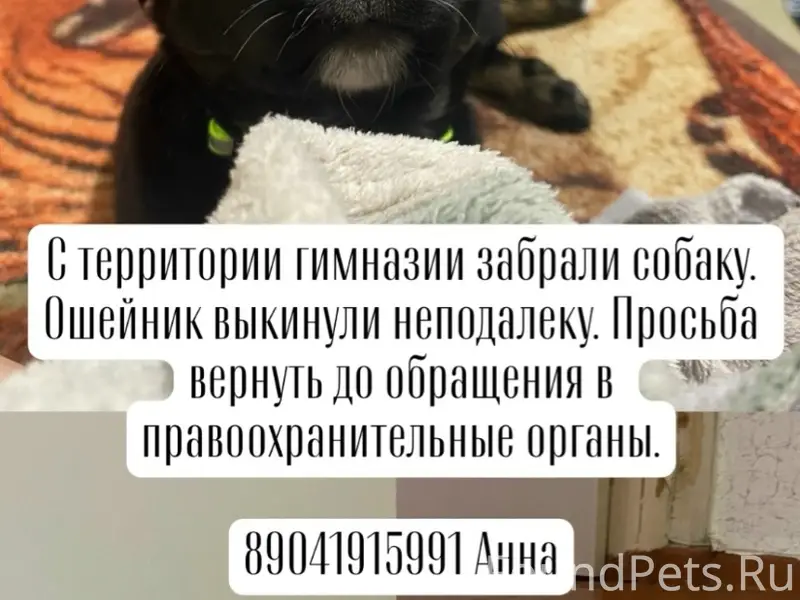 Пропала собака, 