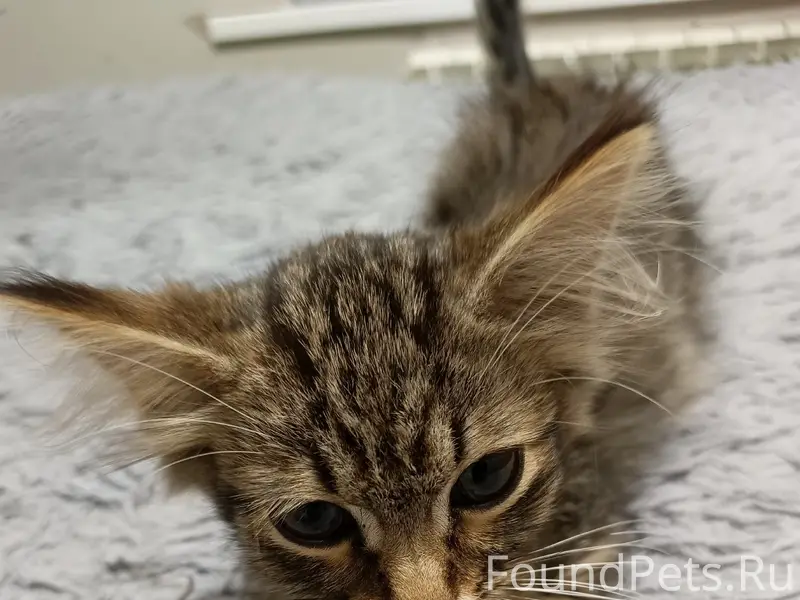 Найден котёнок, лес