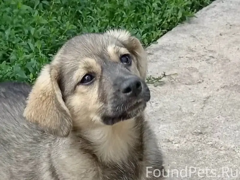 Пропала девочка (щенок) Найда