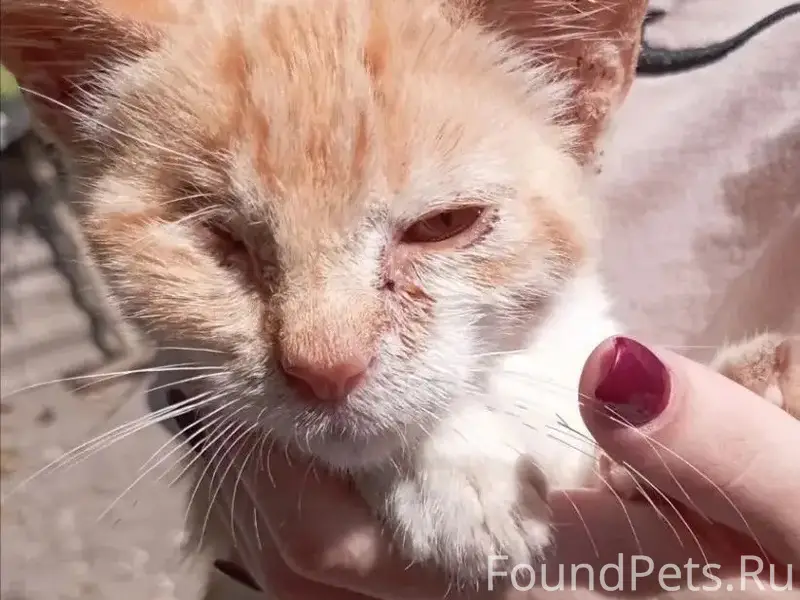 Найден котёнок, центр города