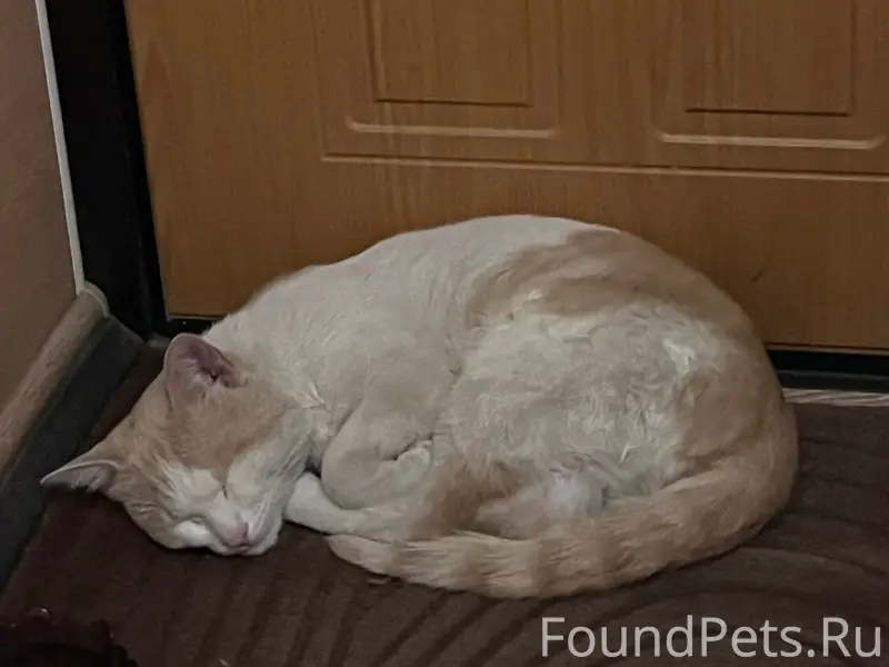 Найден кот, хромает, район 5 школы