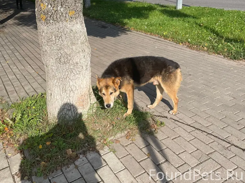 Пропала собака, район ГДК