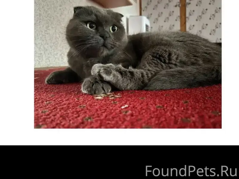 Пропала кошка,