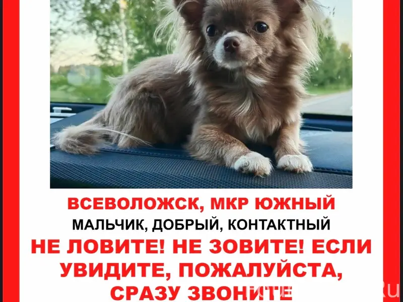 Пропал чихуахуа, Всеволожск, мкрн Южный