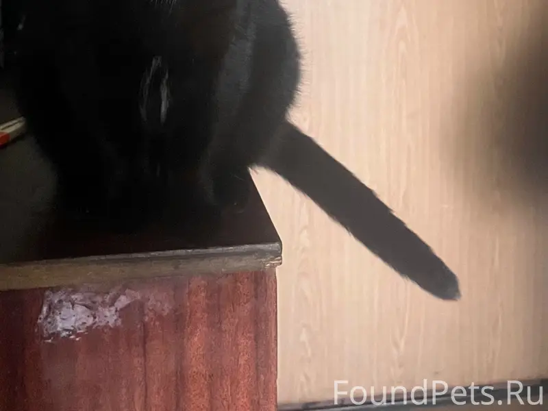 Пропал кот Федя