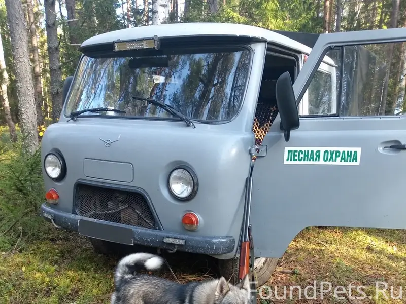 Пропал Пижон, собака с чёрным ошейником, Остерозеро