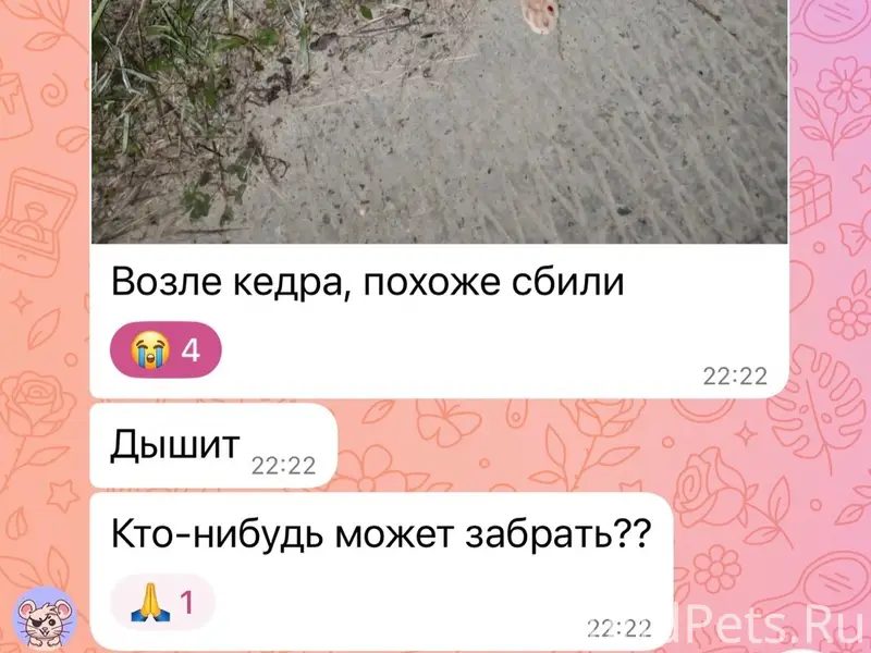 Найден котёнок, Советский район