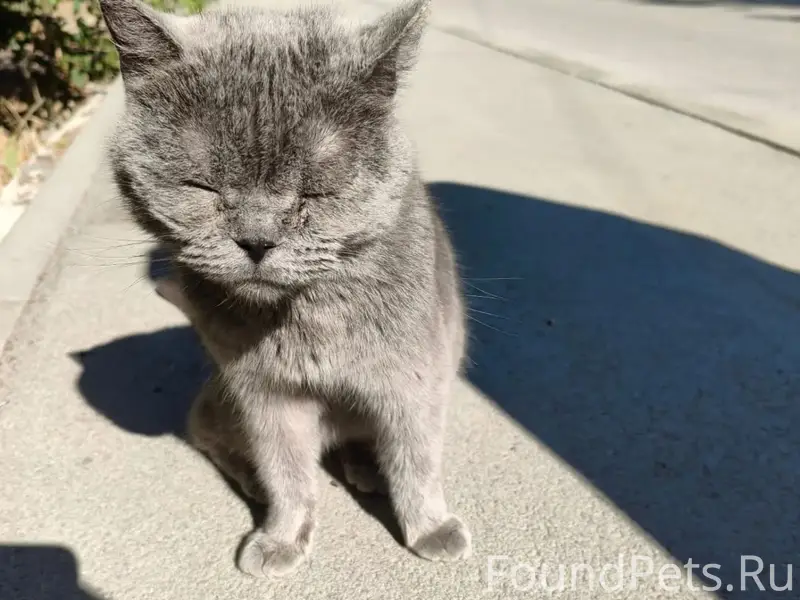 Найдена кошка, Барановскую (Феодосия)