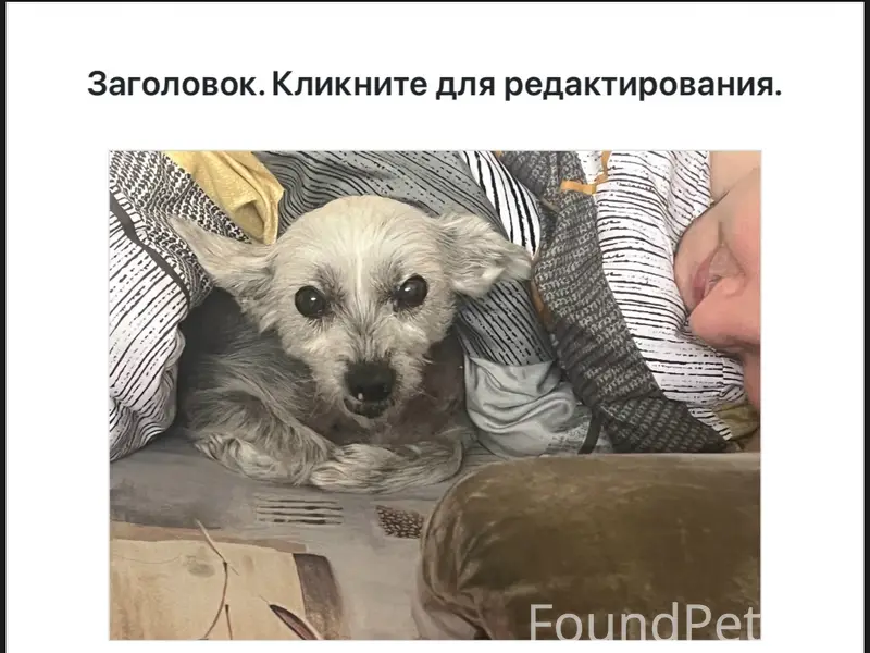 Пропала китайская хохлатая Карамелька, Екатеринбург