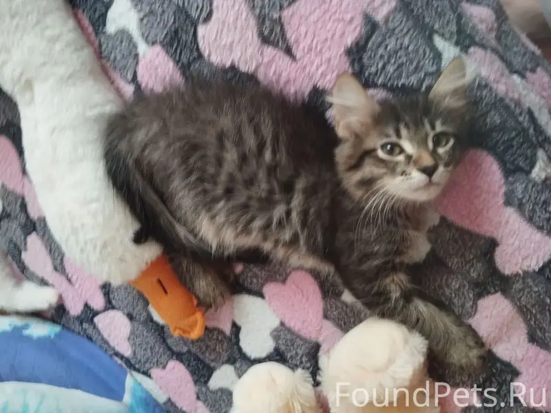 Пропали котята Дыма и Кипишь, район Рождественской школы