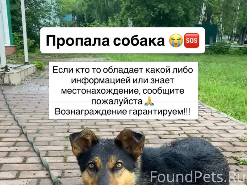 Пропала собака Шельма, Саранск/Лямбирь