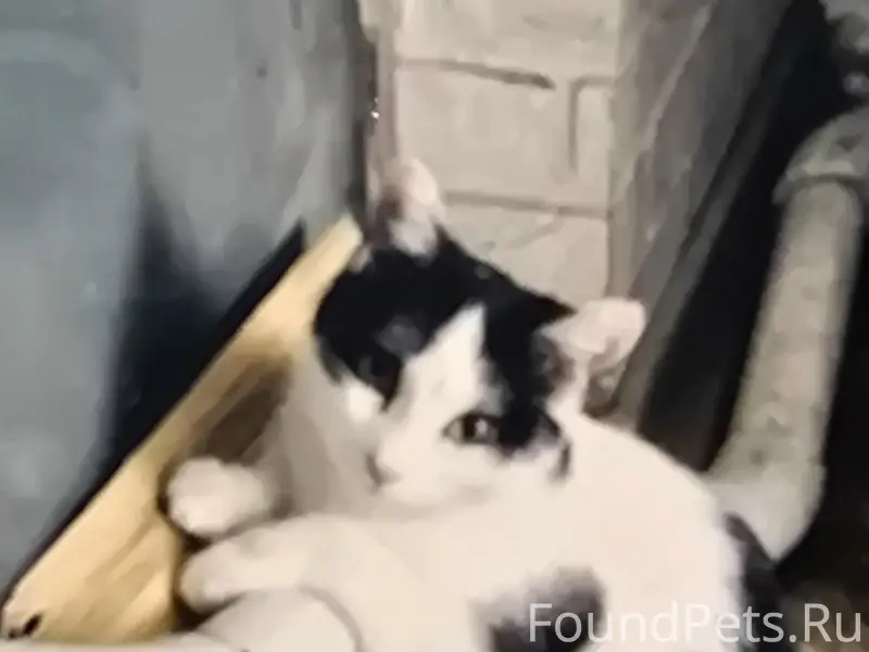 Пропала кошка Соня, Белокаменный