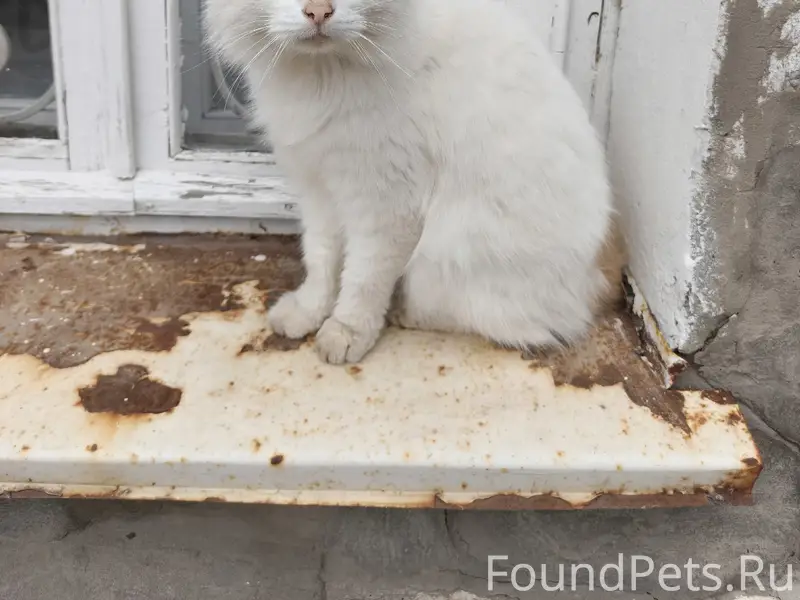 Найден кот, [место: улица Маяковского]