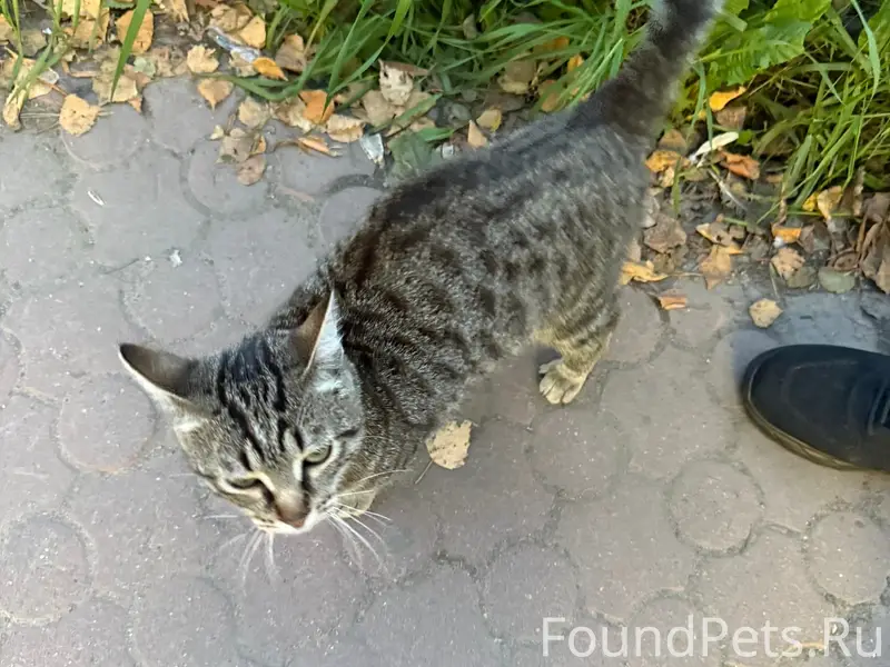 Найден кот, около блинной