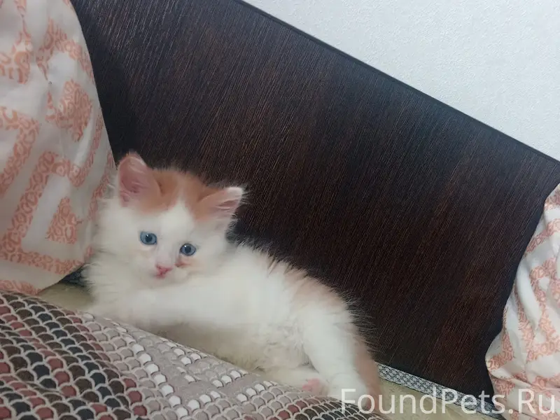 Пропал котёнок Симба