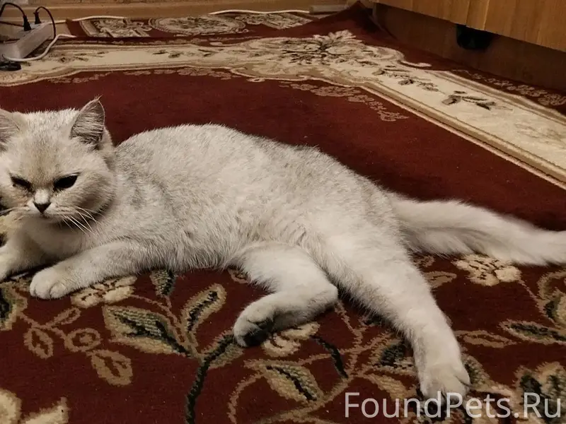 Найдена кошка, Магистральный проезд