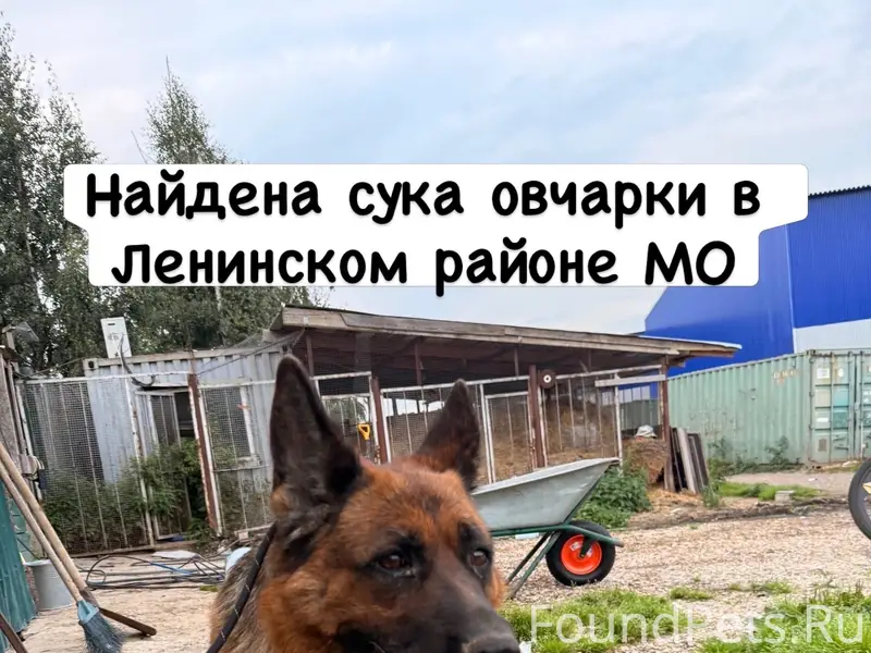 Найденны овчарки, Ленинский район МО