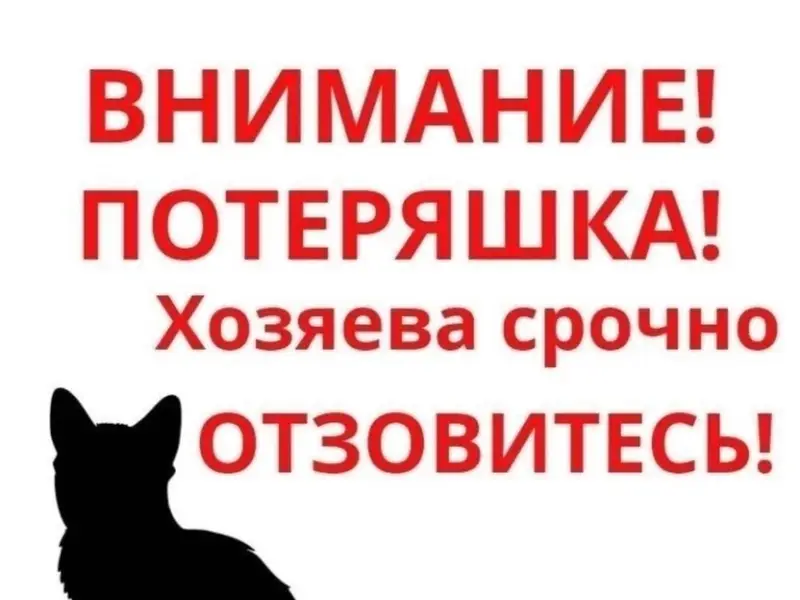 Найден кот похож на мейн-куна, Электросталь