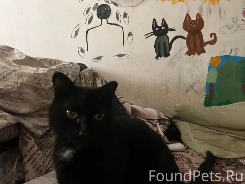 Пропала кошка Вася (Василиса), посёлок металлургов
