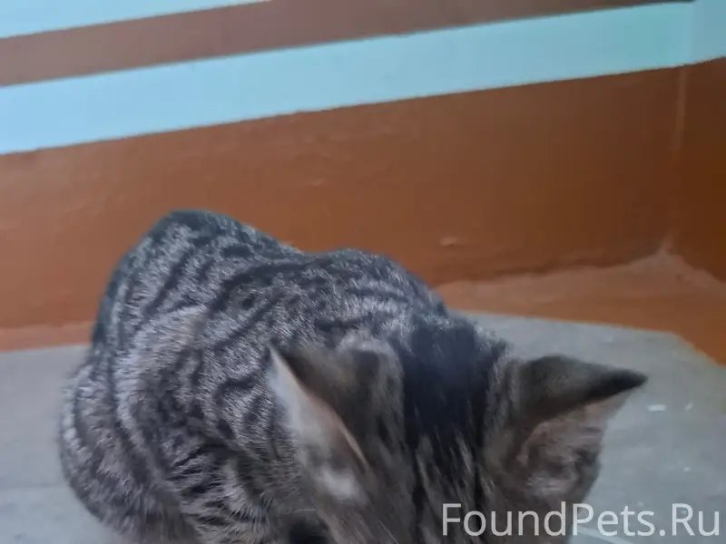 Найден котёнок, Сибирская 15