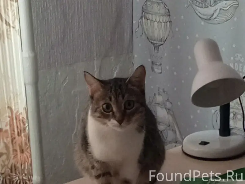 Пропала кошка Мила, район пятиэтажки