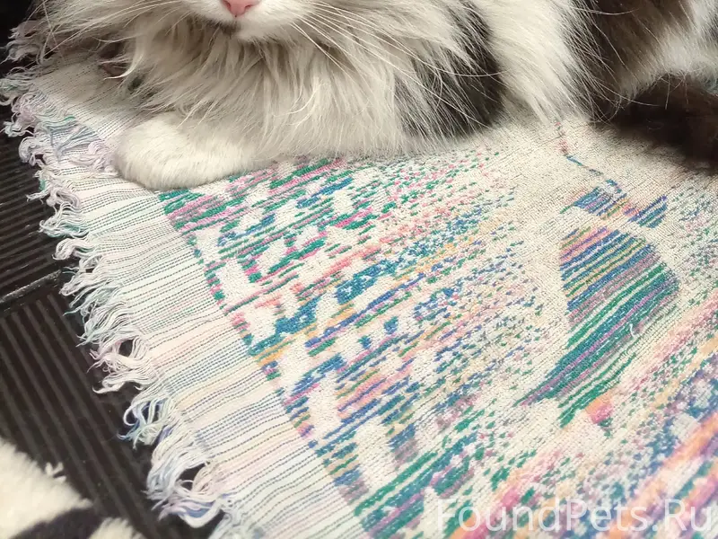 Найден кот или кошечка, в ошей...