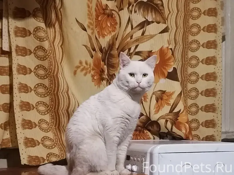 Пропал кот! Кто видел, просьба...