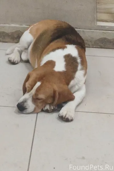 Чей питомец, Г Жуковка, найден...