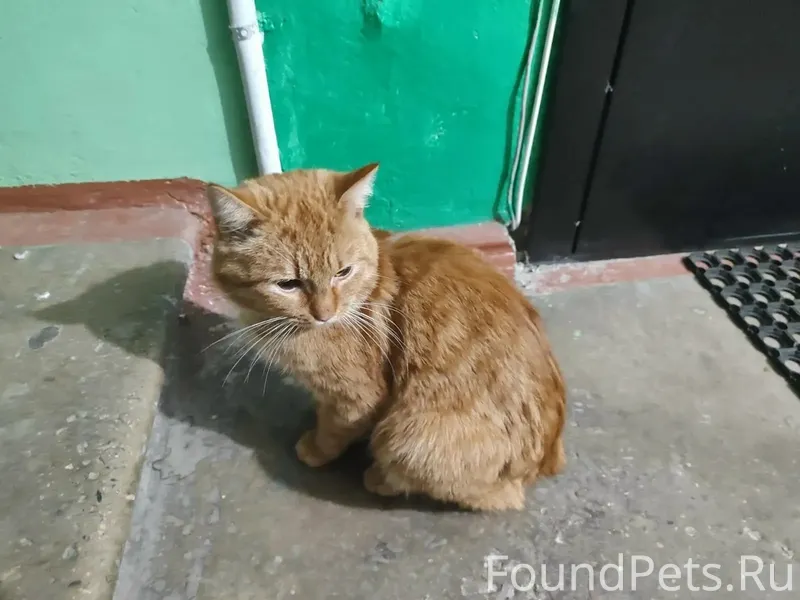 Найдена кошка. 11.02 найден ко...