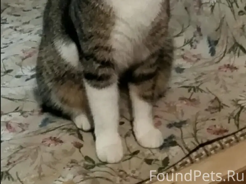 ПРОПАЛ КОТ! ОЧЕНЬ НУЖНА ВАША П...